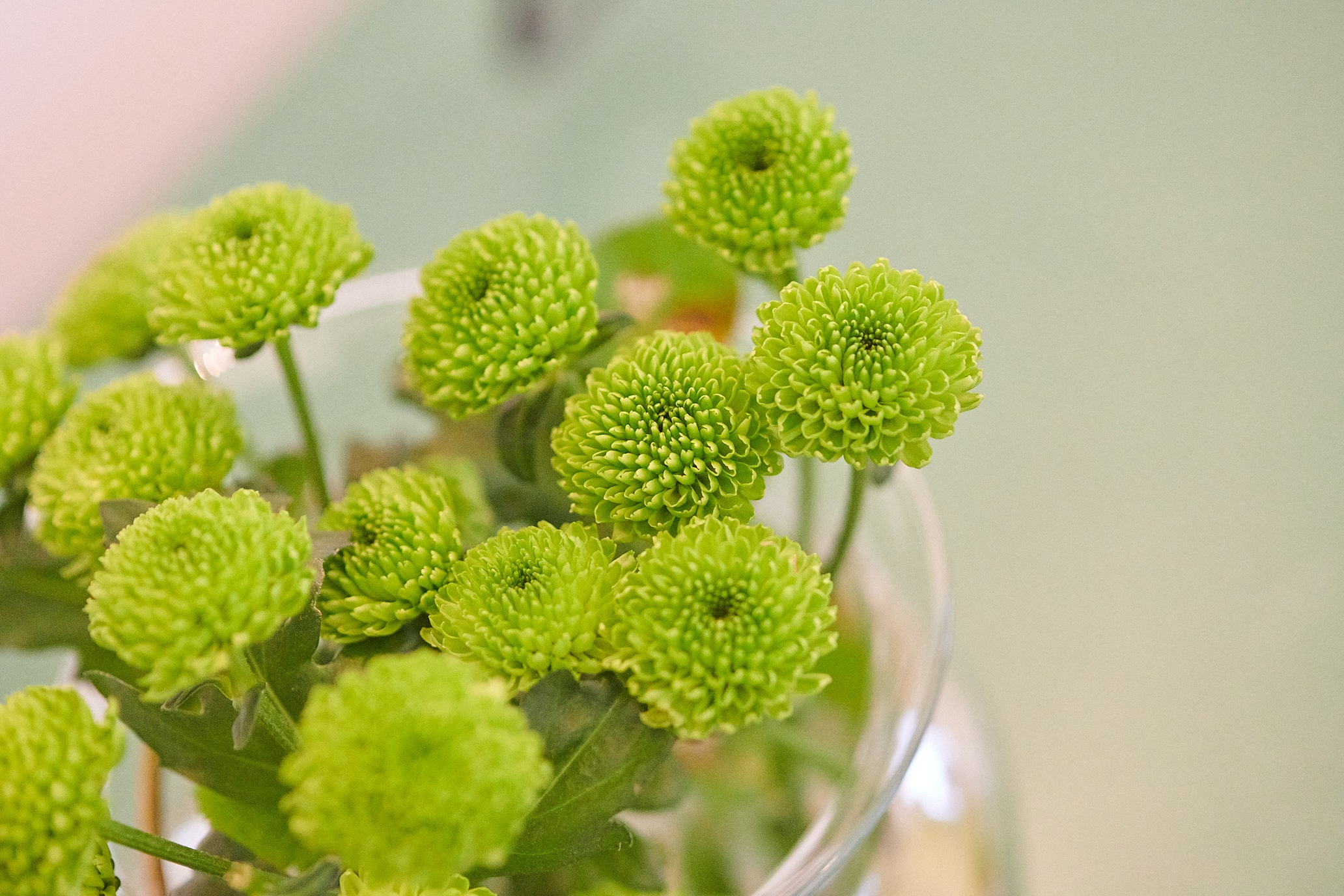 Ferienwohnung Langer Jammer Blumen
